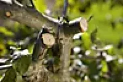 Beskjæringssaks Comfort Ratchet-Gardena New