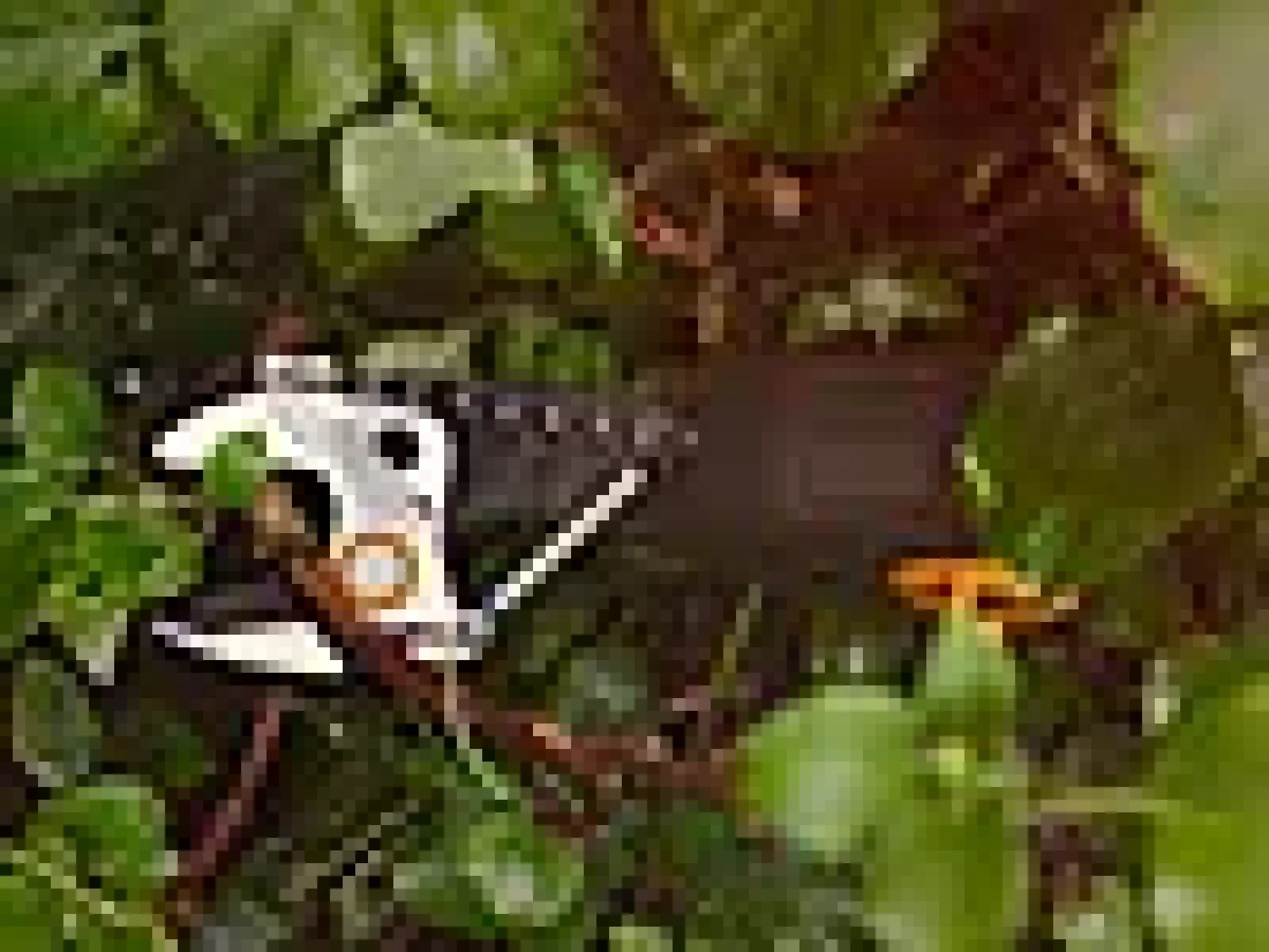 Multikutter Epruner M-Fiskars Hot