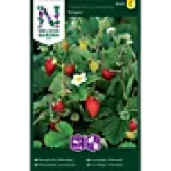Porsjonsfrø jordbær måneds- rugen-Nelson garden Online