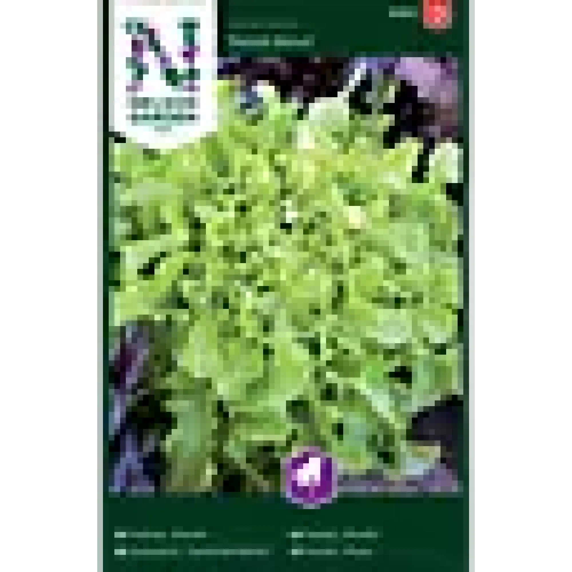 Porsjonsfrø salat plukk saladb-Nelson garden Sale