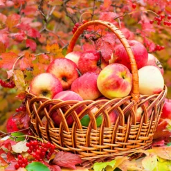 Servietter 33x33cm Applebasket- Clearance