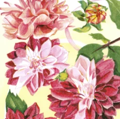 Servietter 33x33cm Dahlia-Daybyday New