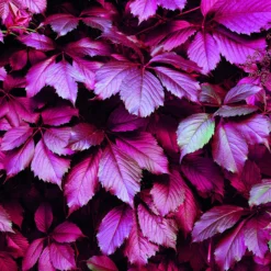 Servietter 33x33cm 20pk Leafs of Wine-Daybyday Hot