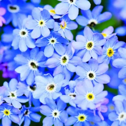 Servietter 33x33cm Pretty Forget-Me-Not-Daybyday New