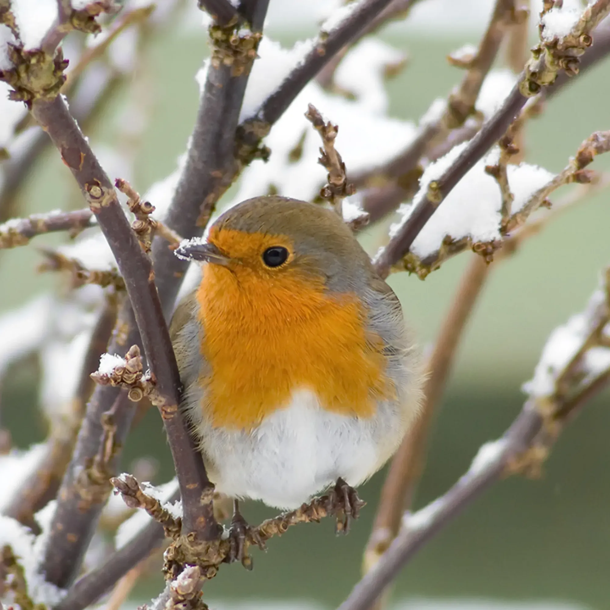 Servietter 33x33cm Robin in Twigs- Sale