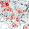 Servietter 33x33cm Winter Berries- Sale