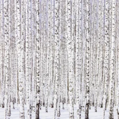 Servietter 33x33cm Winter Birches- Online