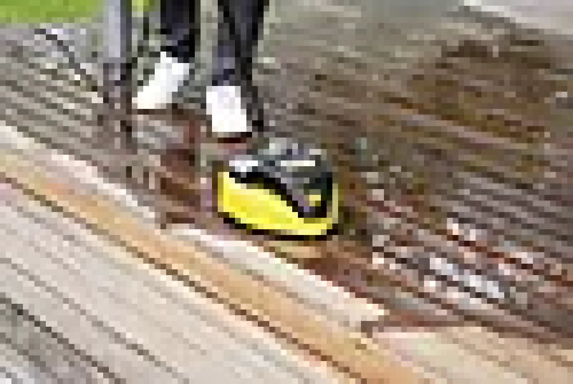 Terrassevasker T7 PLUS-Kärcher Sale