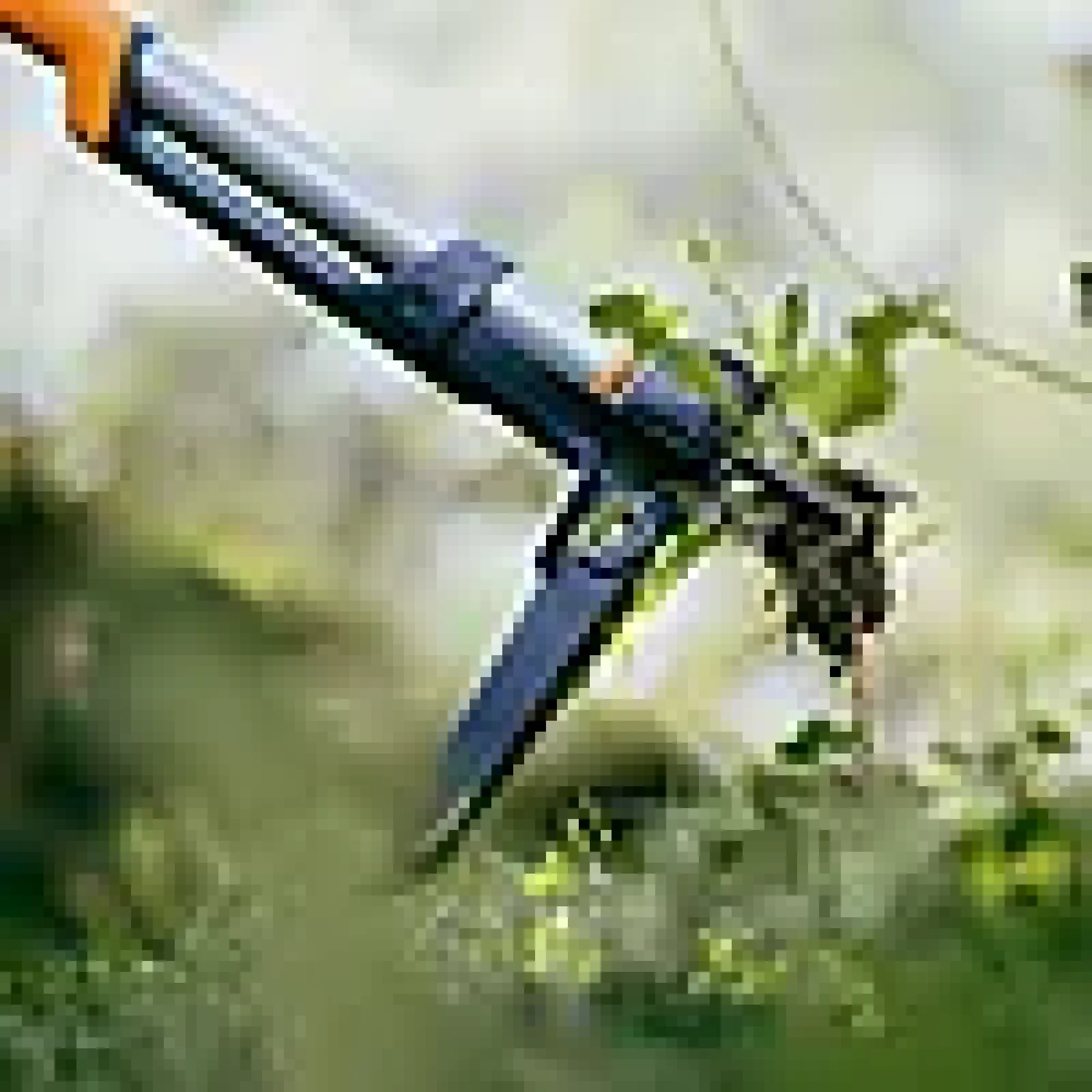 Ugressfjerner Ergonomic-Fiskars Clearance